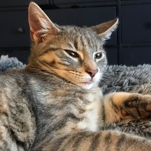 Meet your Posher, Lauren